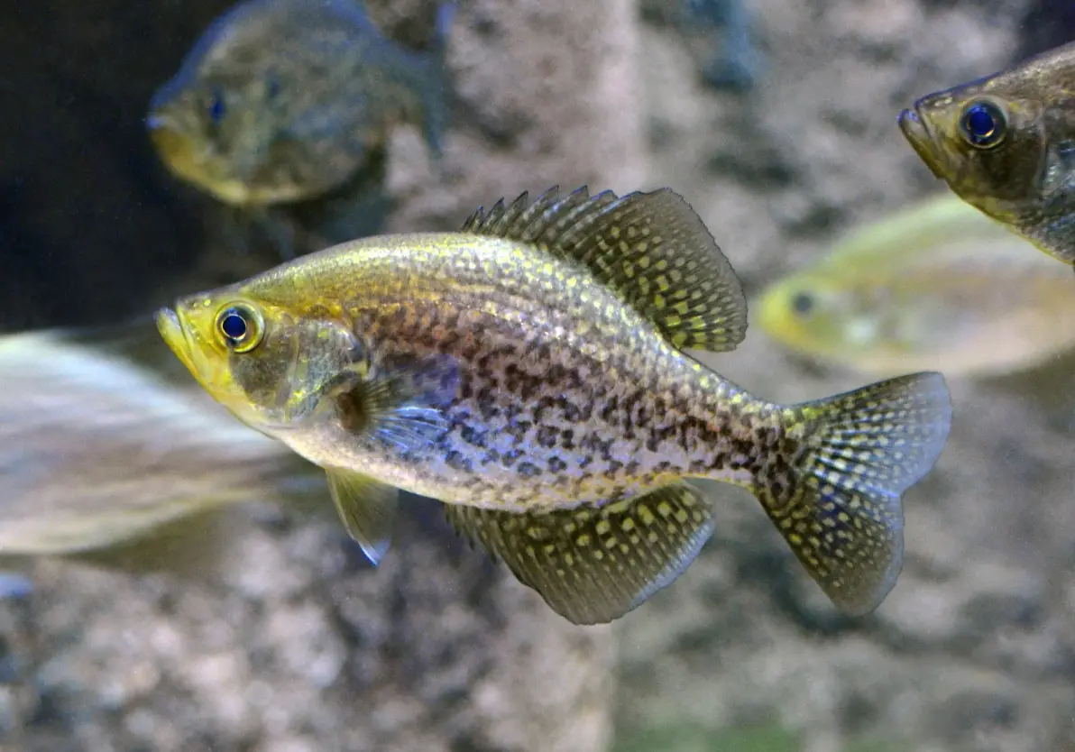 爱游戏官网-布洛芬缓释胶囊的功效与作用